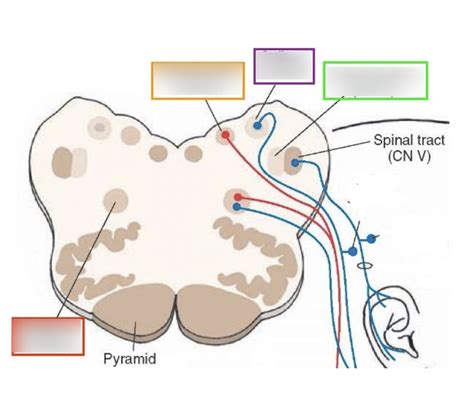 Vagus Nerve Diagram | Quizlet