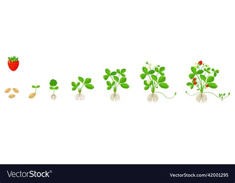 Strawberry Growth Cycle Stages Of Growing Fruit Vector Image