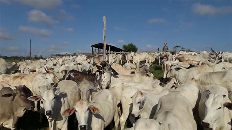 Grandes Fazendas De Gado Nelore No Estado Do Pará 2018 2 Youtube