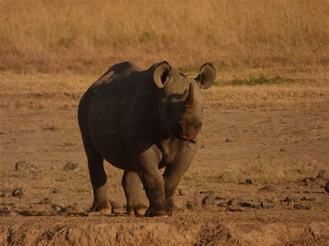 Sweetwaters Tented Camp Back Safari Lake Baringo Zur Ck Kenia