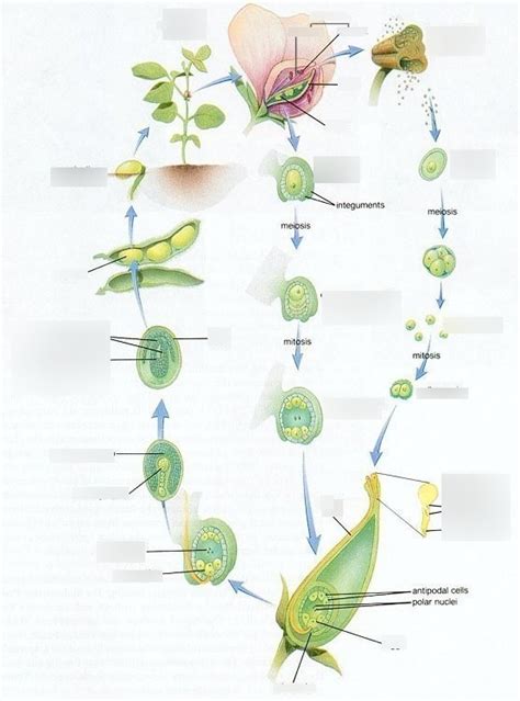 Angiosperms Diagram Quizlet