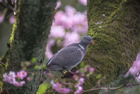 Pink Pigeon Pentax K 1 • Ff Mode • 200 Iso • Hd Pentax Da Flickr