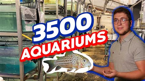 La Pisciculture Estalens Des Milliers De Poissons Youtube