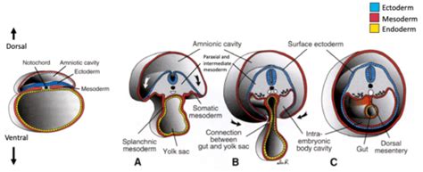 NOT FINISHED Anatomy Cardiac Embryology And Fetal Circulation