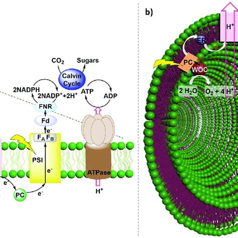 Simplified Representation Of A Thylakoid Membrane And An Artificial Download Scientific Diagram