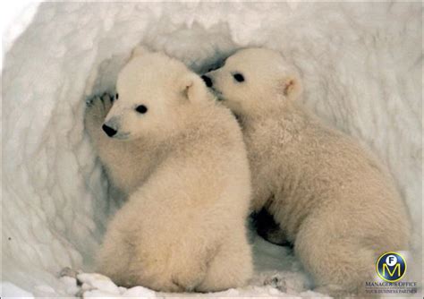 More for Polar Bear Babies - Manager's Office