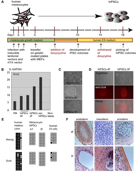 Generation And Characterization Of Human Ipscs Derived From Primary