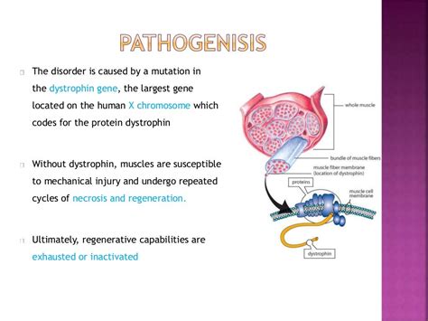 Duchenne Muscular Dystrophy