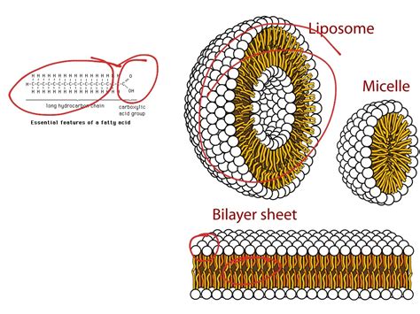 Lipids | Science, Biology, Macromolecules | ShowMe