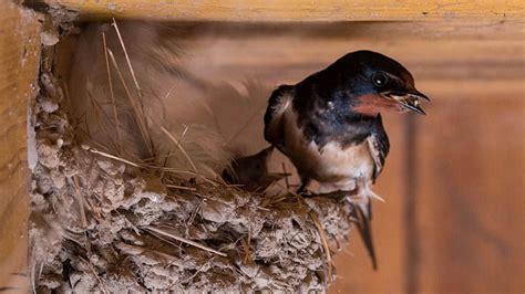 Bird Prevention How To Get Rid Of Birds Nesting In Your Eaves