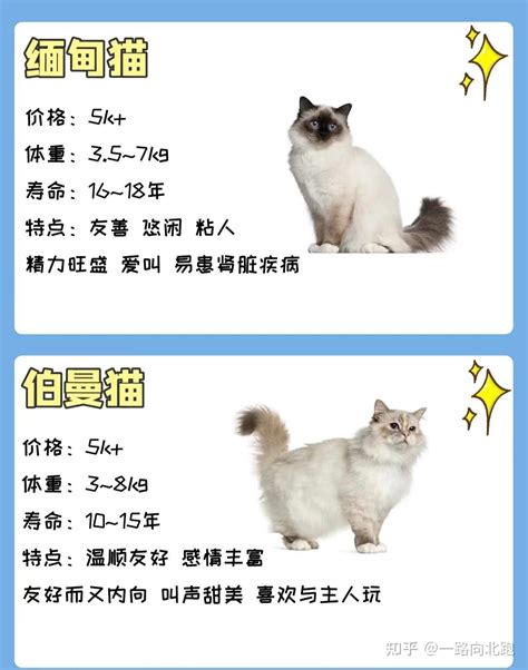 宠物猫大全，宠物猫性格及价格 知乎