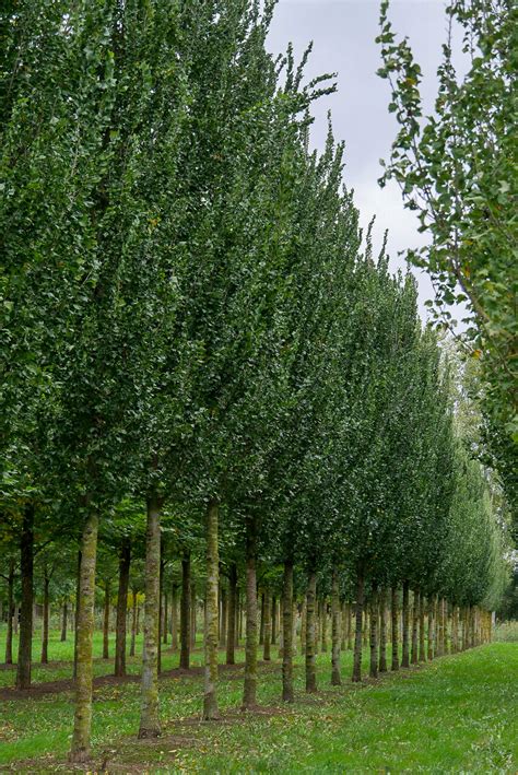 Ulmus Columella Ulmus Columella Van Den Berk Nurseries