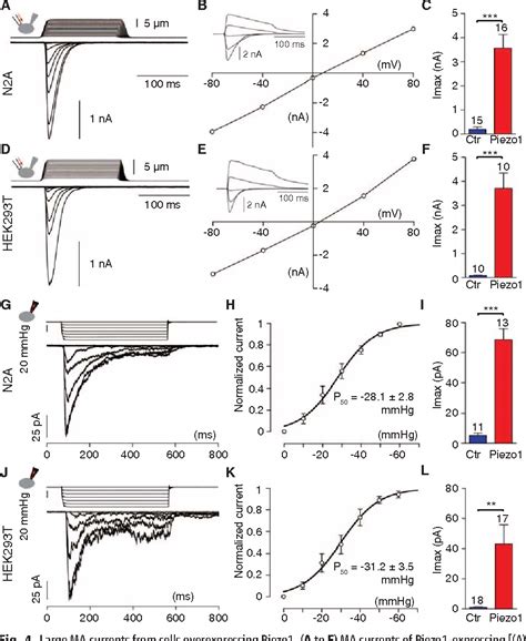 Figure From Piezo And Piezo Are Essential Components Of Semantic