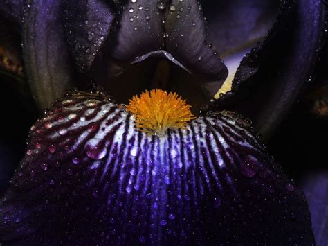 Galaxy Through An Iris Smithsonian Photo Contest Smithsonian Magazine