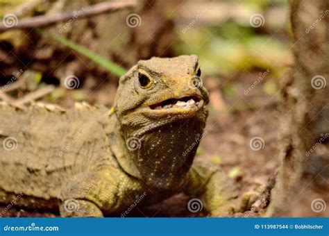 Tuatara lizard stock photo. Image of brown, tuatara - 113987544