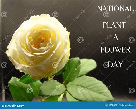 National Plant A Flower Day March 12th Stock Image Image Of Flora