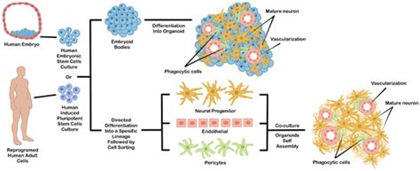 Future Pharmacology Free Full Text Strategies For Generating Human Pluripotent Stem Cell