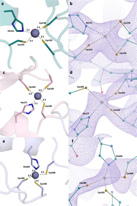 Zinc fingers and zinc-interacting residues. (a) Zinc finger 1 ...