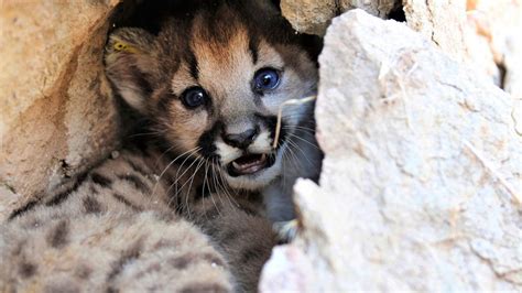 Mountain lion delivers 4 female kittens in mountains near LA