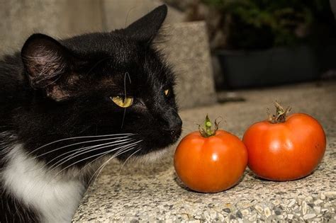 17 Things About Can Cats Eat Tomatoes You Should Read It