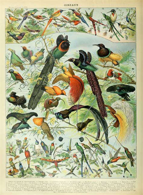 birds vintage art print poza gratuite public domain pictures