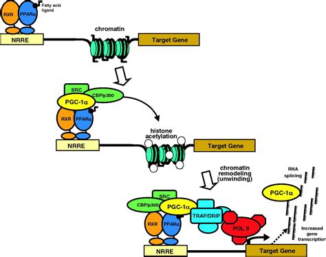 Peroxisome Proliferatoractivated Receptor Coactivator Pgc