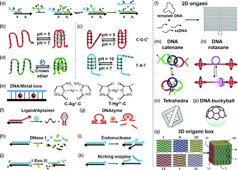 Structural And Functional Information Encoded In Dna Nanostructures