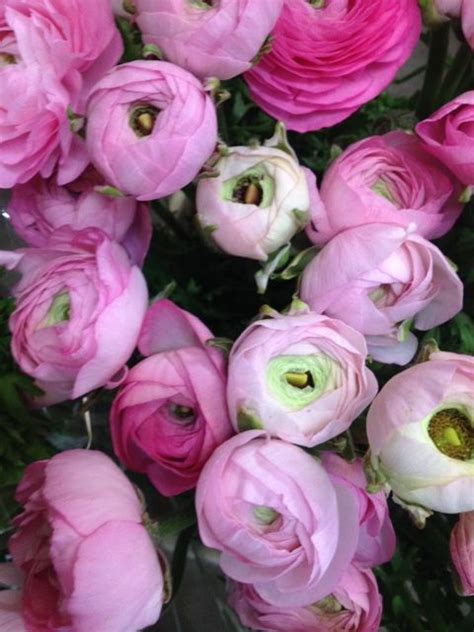 Ranunculus Amandine Rose Giusy Sold In Bunches Of 20 Stems From The