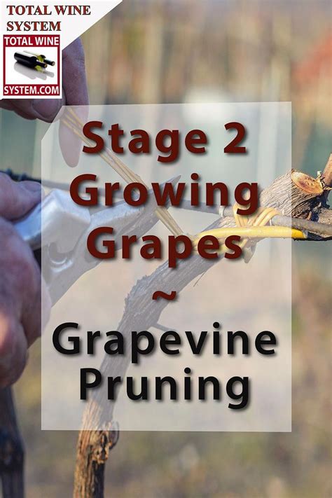 Grapevine Pruning Is An Essential Part Of The Grape Growing Learning