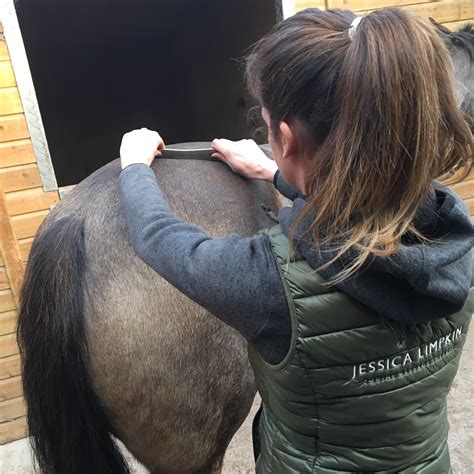 Myofascial Therapy — Jessica Limpkin Equine Massage Therapy