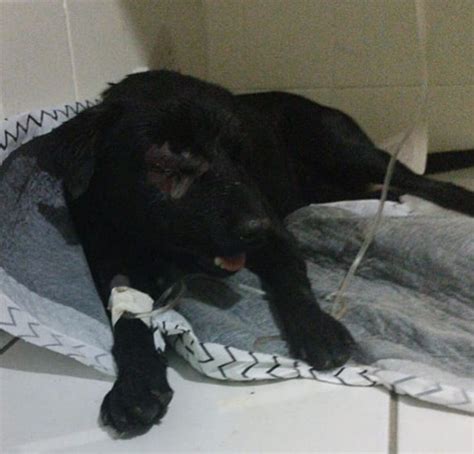 Justiça Determina Prisão Preventiva De Idoso Que Tentou Matar Cachorro