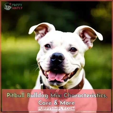 Pitbull Bulldog Mix: Characteristics, Care & More