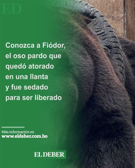 Conozca a Fiódor el oso pardo que quedó atorado en una llanta y fue