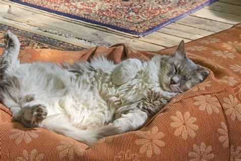 Foto Cara Melatih Kucing Agar Bisa Tidur Di Kasurnya Sendiri