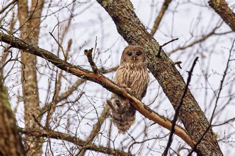 Bird Of Prey Strix Aluco With A Captured Rabbit Stock Image Image