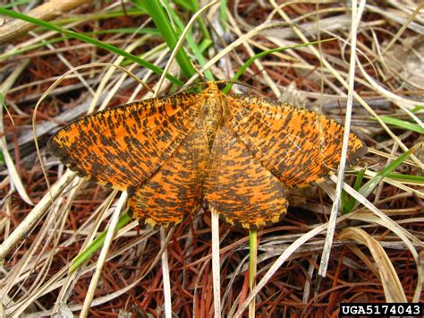 Orange Moth Angerona Prunaria Linnaeus