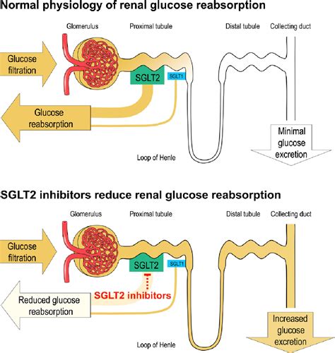 Figure 1 From Glucuretic Effects And Renal Safety Of Dapagliflozin In