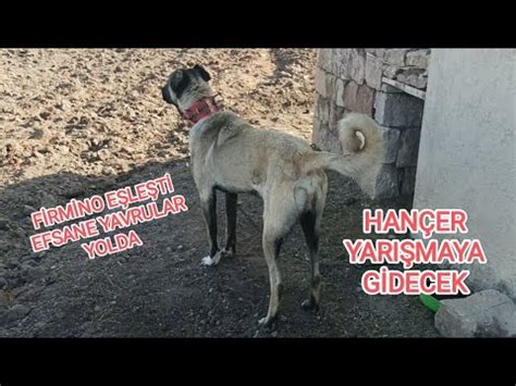 HANÇER YARIŞMAYA GİDECEK FİRMİNO EŞLEŞTİ EFSANE YAVRULAR YOLDA YouTube