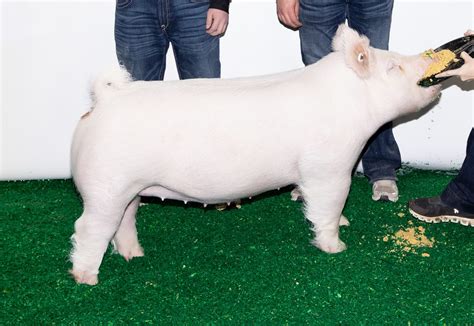 Judging Contest Class Market Gilts The Pig Planet