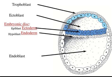 Notes On General Embryology Gastrulation Week Of Development