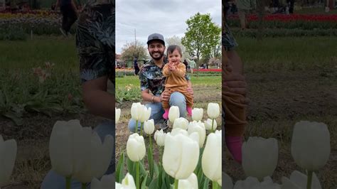 Tulip Festival Holland YouTube