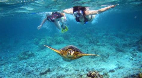 Tortuga Island Snorkeling