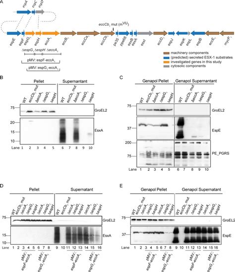 EspH Is A Hypervirulence Factor For Mycobacterium Marinum And Essential