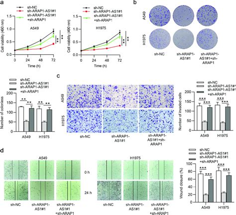 Arap1 Knockdown Reverses The Inhibition Of Arap1 As1 On Luad Cell