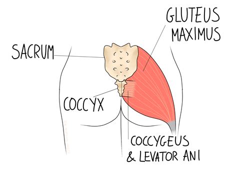 Coccyx Pain Symptoms