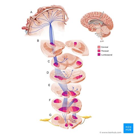 Brain Motor Cortex Homunculus - Infoupdate.org