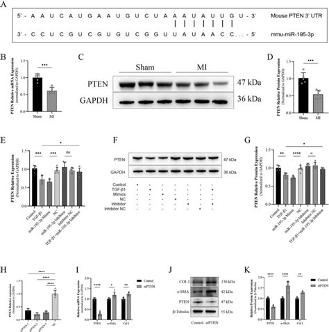 Inhibition Of Mir 195 3p Protects Against Cardiac Dysfunction And