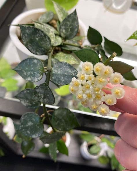 Hoya Lacunosa Ultimate Grow Care Guide