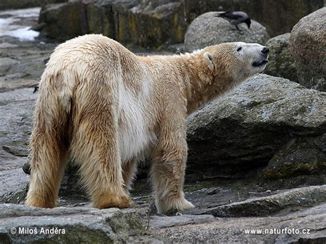 Ursus Maritimus Pictures Polar Bear Images Nature Wildlife Photos