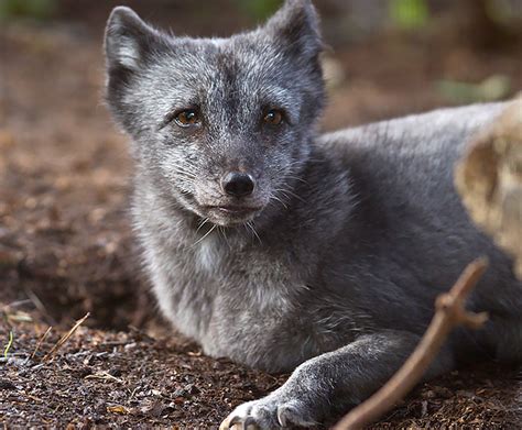 Arctic fox | San Diego Zoo Wildlife Explorers